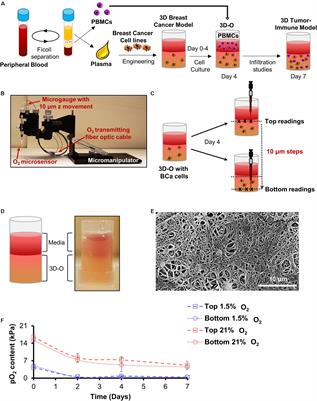Bioengineering the Oxygen-Deprived Tumor Microenvironment Within a Three-Dimensional Platform for Studying Tumor-Immune Interactions